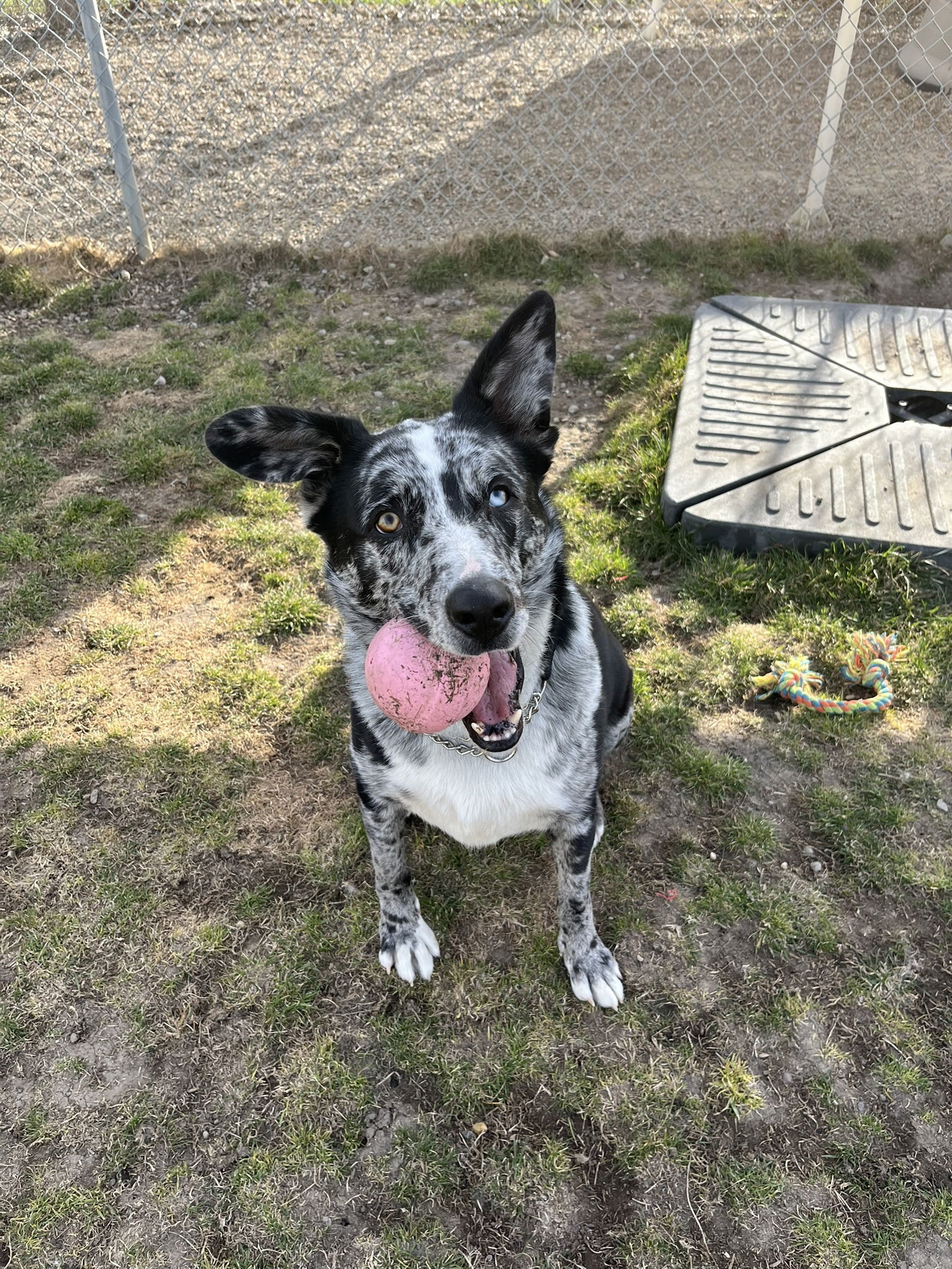 Astro, an adoptable Australian Cattle Dog / Blue Heeler in Emmett, ID, 83617 | Photo Image 3