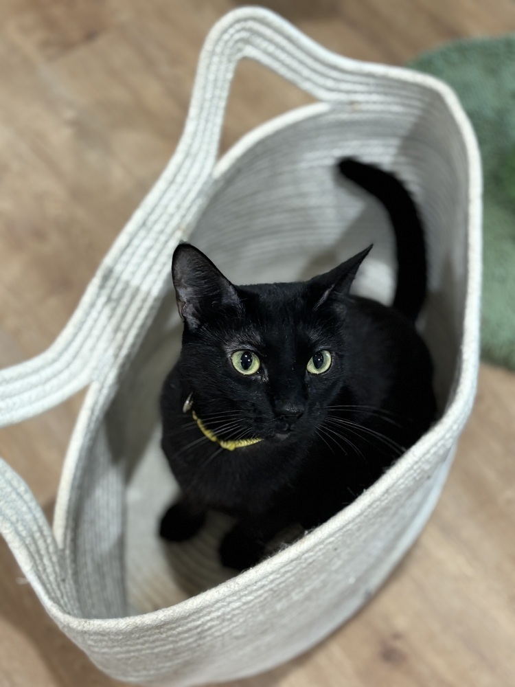 Tamari