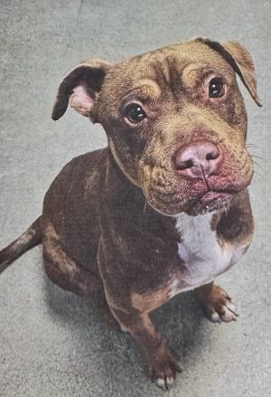 Tadah, Adult Male American Bully