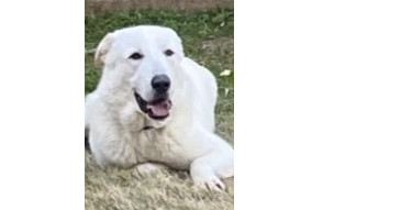 Jackson (Olaf)
