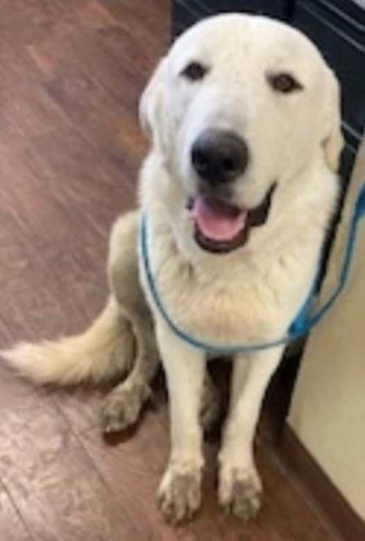 Jackson (Olaf)