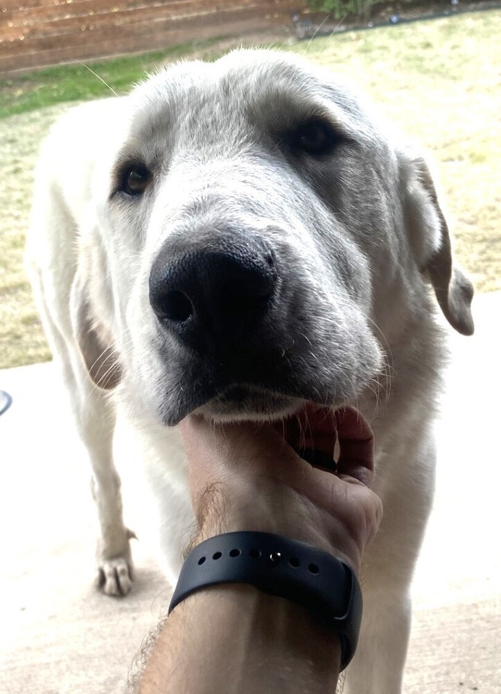 Jackson (Olaf)