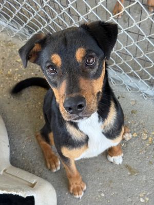 Elmer, Adult Male Mixed Breed