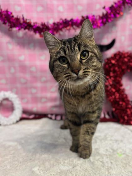 Mazikeen, an adoptable Domestic Short Hair in Moses Lake, WA, 98837 | Photo Image 1