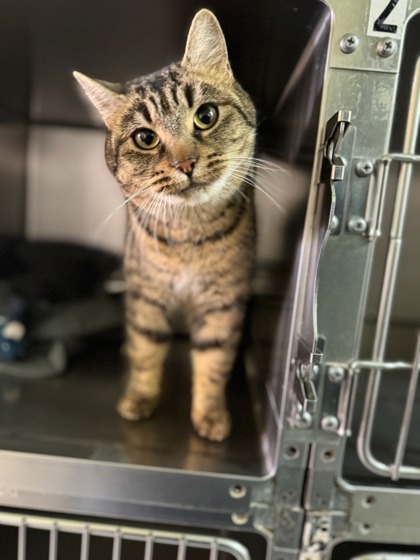 Mazikeen, an adoptable Domestic Short Hair in Moses Lake, WA, 98837 | Photo Image 2