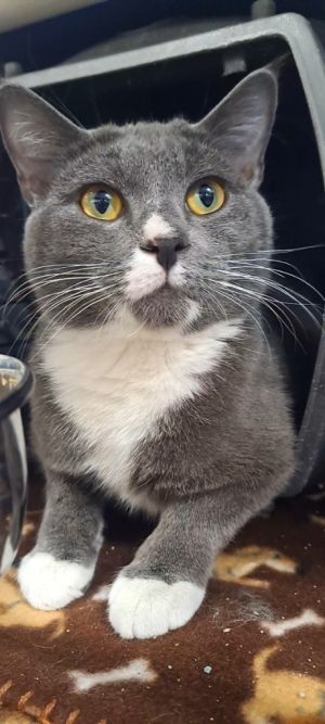 Kelsey, Young Male Domestic Short Hair
