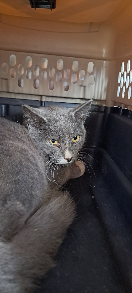 Kelsey, an adoptable Domestic Short Hair in Virginia, MN, 55792 | Photo Image 2