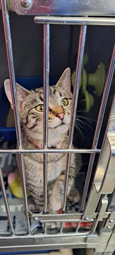 Athena, an adoptable Domestic Short Hair in Virginia, MN, 55792 | Photo Image 1