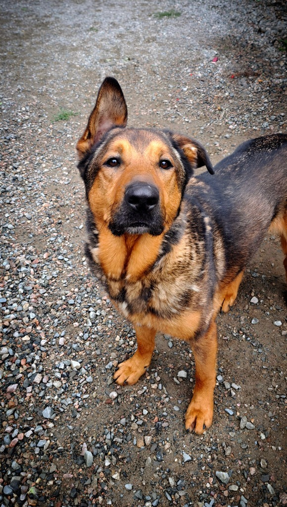 Chesley, an adoptable German Shepherd Dog in Virginia, MN, 55792 | Photo Image 1