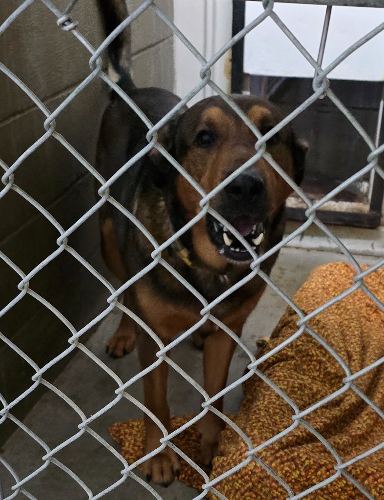 Chesley, an adoptable German Shepherd Dog in Virginia, MN, 55792 | Photo Image 2