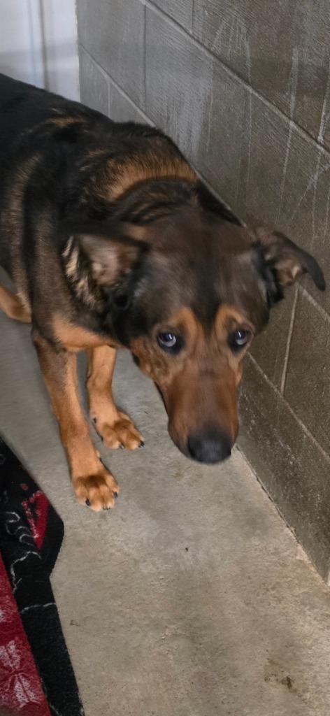 Chesley, an adoptable German Shepherd Dog in Virginia, MN, 55792 | Photo Image 3