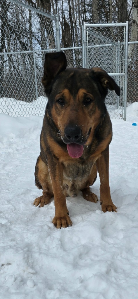 Chesley, an adoptable German Shepherd Dog in Virginia, MN, 55792 | Photo Image 4