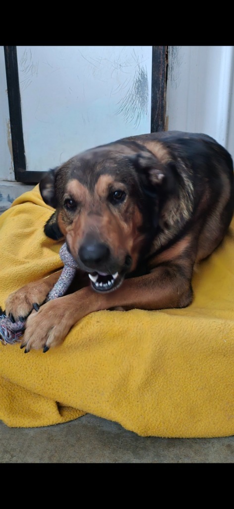 Chesley, an adoptable German Shepherd Dog in Virginia, MN, 55792 | Photo Image 5