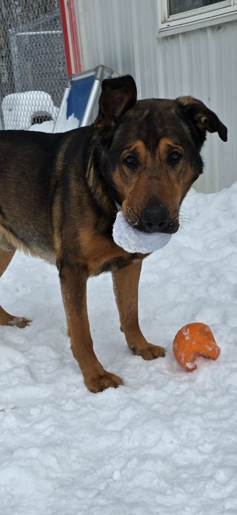 Chesley, an adoptable German Shepherd Dog in Virginia, MN, 55792 | Photo Image 5