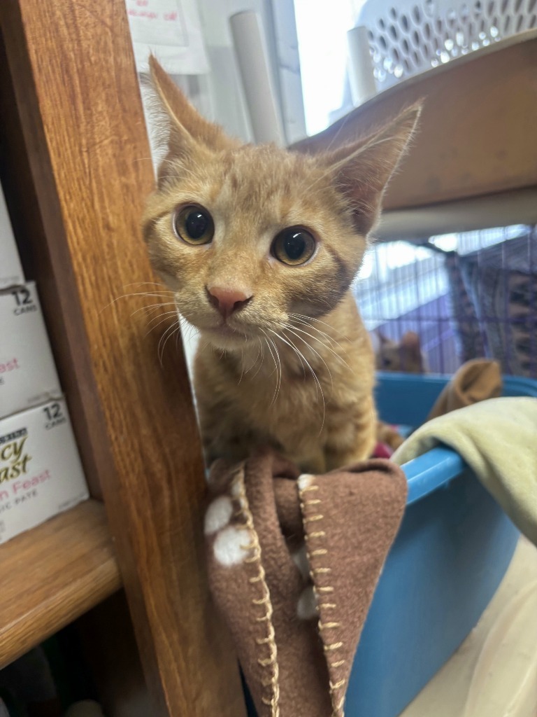 Ozark, an adoptable Domestic Short Hair in Virginia, MN, 55792 | Photo Image 1