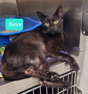 Neve, Adult Female unknown