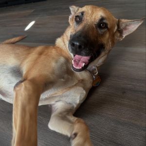 Maya