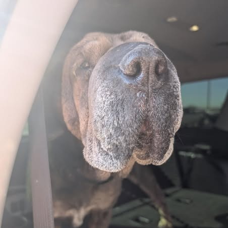 Gertie