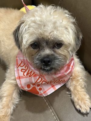 Ruchi, Adult Female Border Terrier