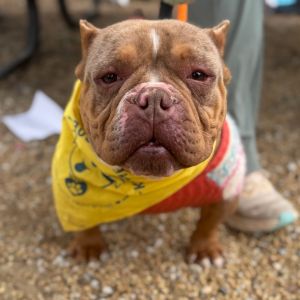 Soppressata, Adult Female English Bulldog