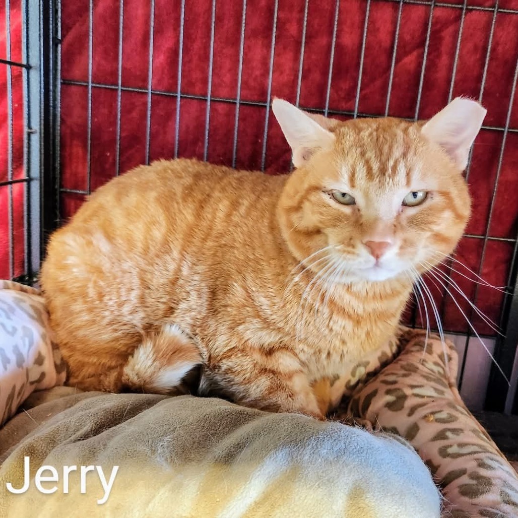 Jerry