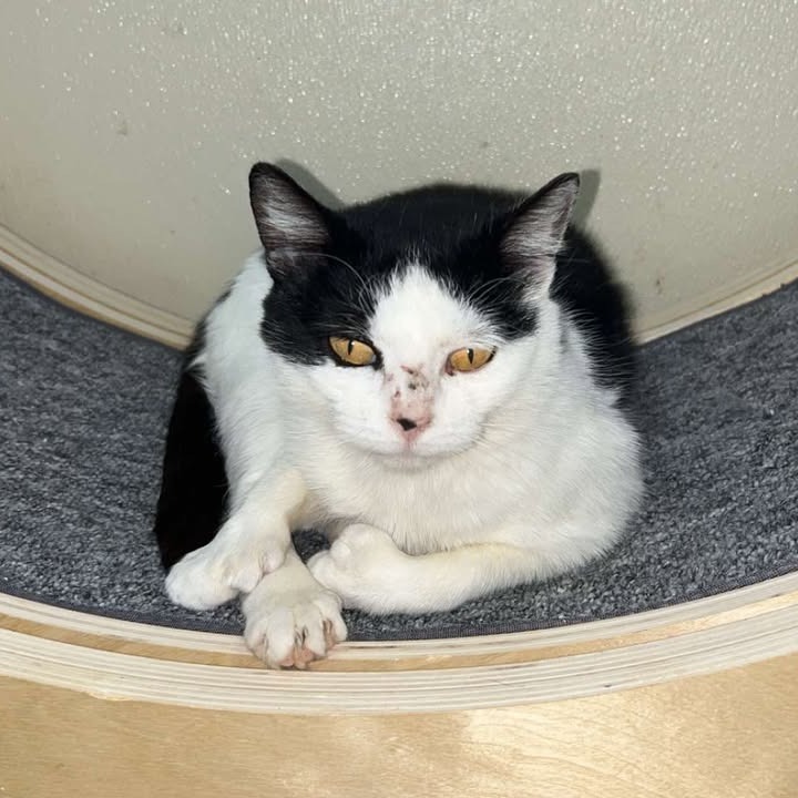 Pollie, an adoptable American Shorthair in Donalsonville, GA, 39845 | Photo Image 1