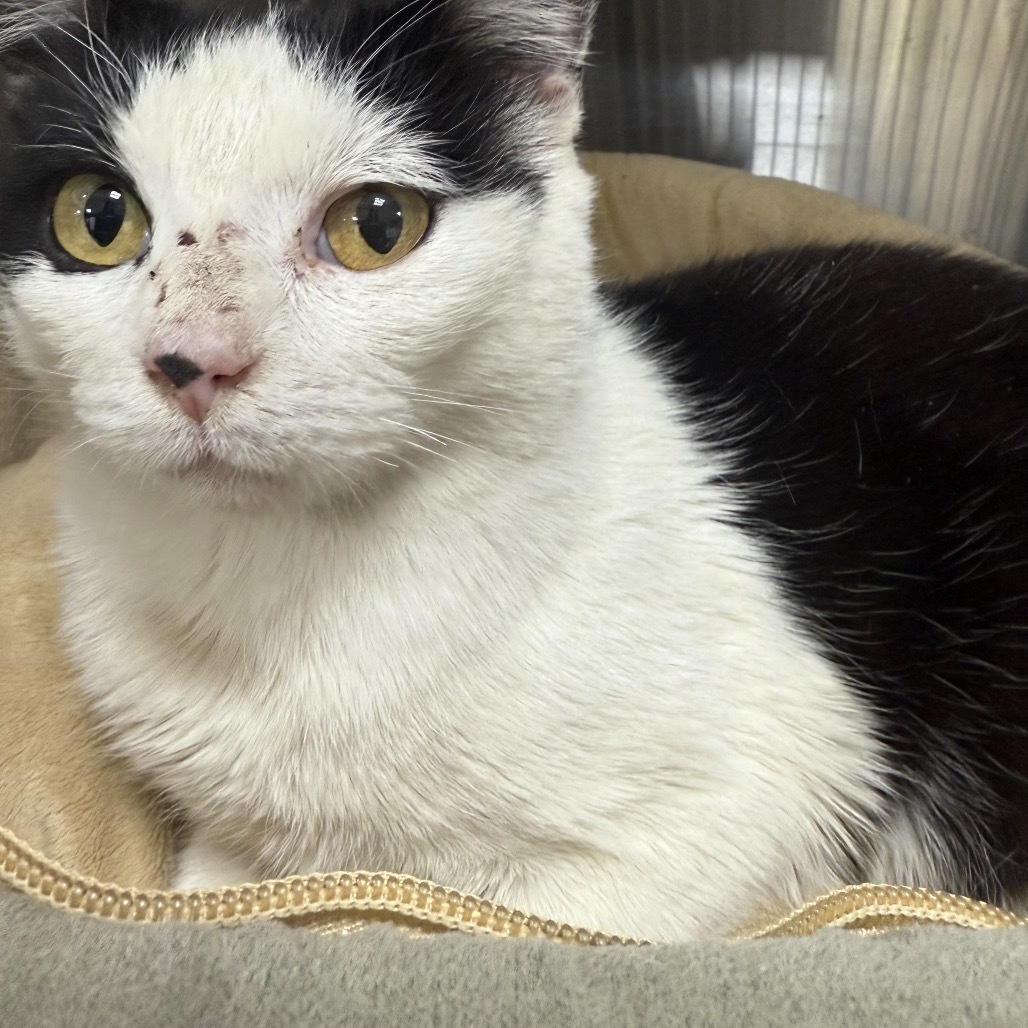 Pollie, an adoptable American Shorthair in Donalsonville, GA, 39845 | Photo Image 2