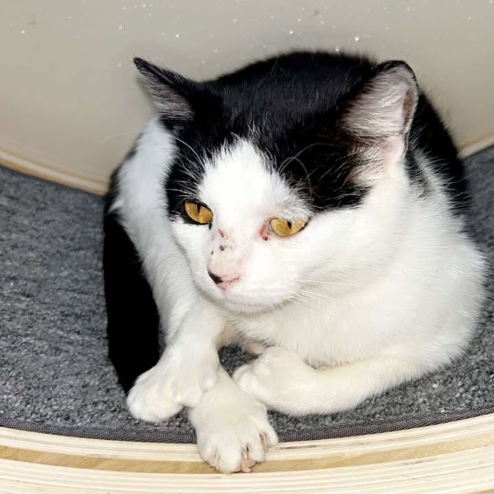 Pollie, an adoptable American Shorthair in Donalsonville, GA, 39845 | Photo Image 3