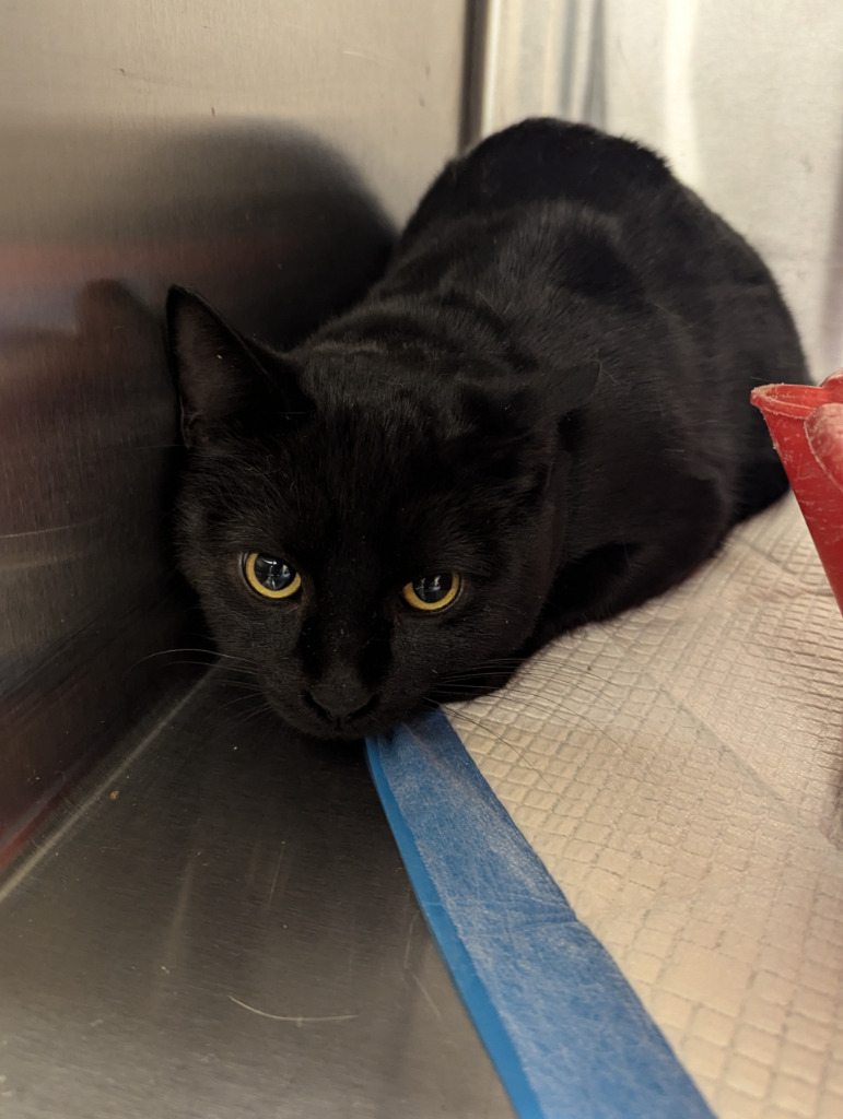 Cedar 118, an adoptable Domestic Short Hair in Havre, MT, 59501 | Photo Image 1