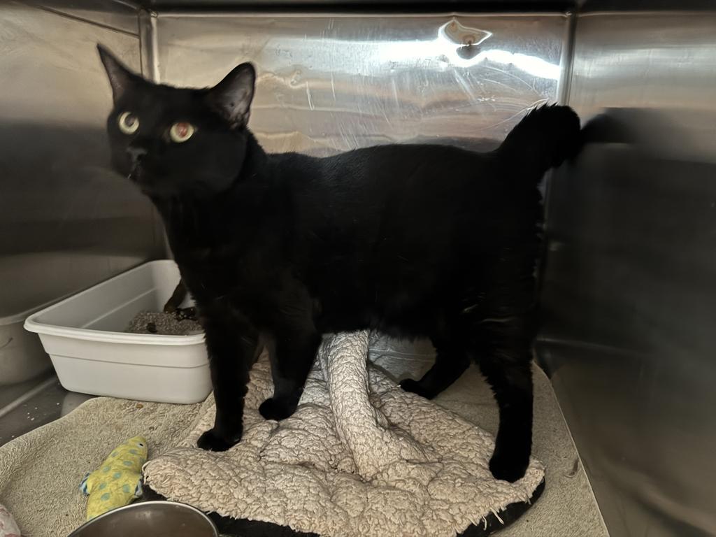 Ozzy, an adoptable Domestic Short Hair in Pahrump, NV, 89048 | Photo Image 1