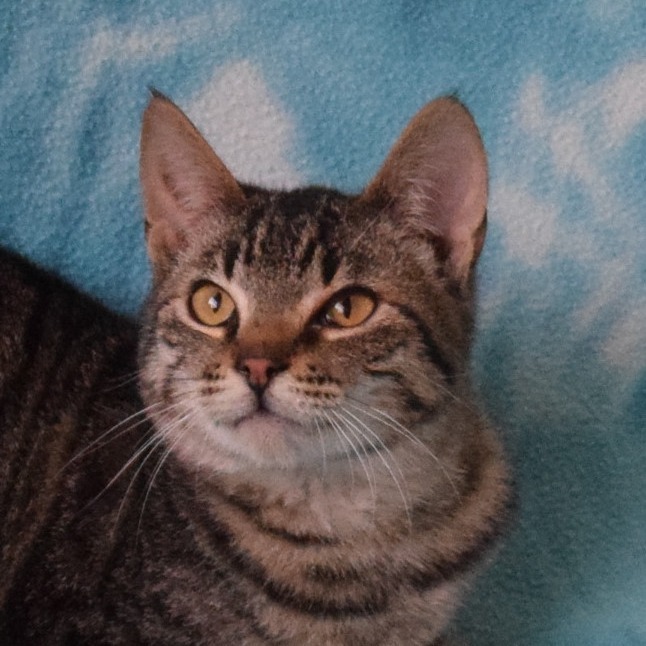 Artie, an adoptable Domestic Short Hair in Eureka, CA, 95503 | Photo Image 1
