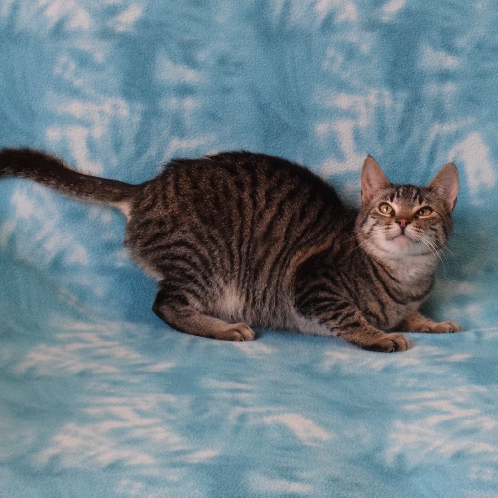 Artie, an adoptable Domestic Short Hair in Eureka, CA, 95503 | Photo Image 3