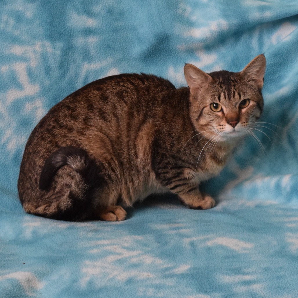 Chucky, an adoptable Domestic Short Hair in Eureka, CA, 95503 | Photo Image 2