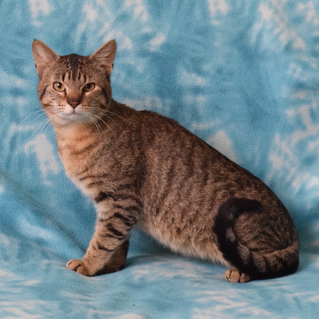 Chucky, an adoptable Domestic Short Hair in Eureka, CA, 95503 | Photo Image 3