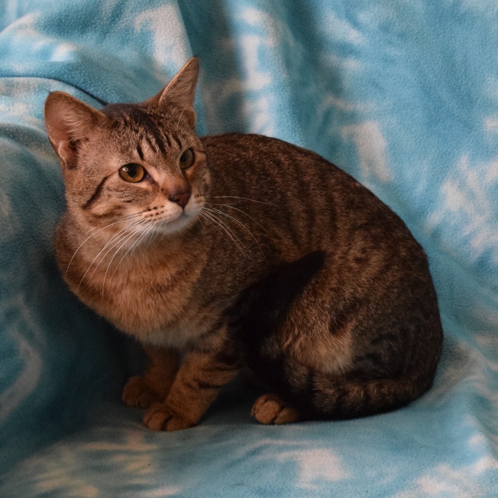Chucky, an adoptable Domestic Short Hair in Eureka, CA, 95503 | Photo Image 4