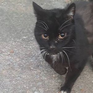Wales, Adult Male Domestic Short Hair