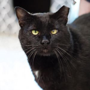 Mr. Sid, Adult Male Domestic Short Hair