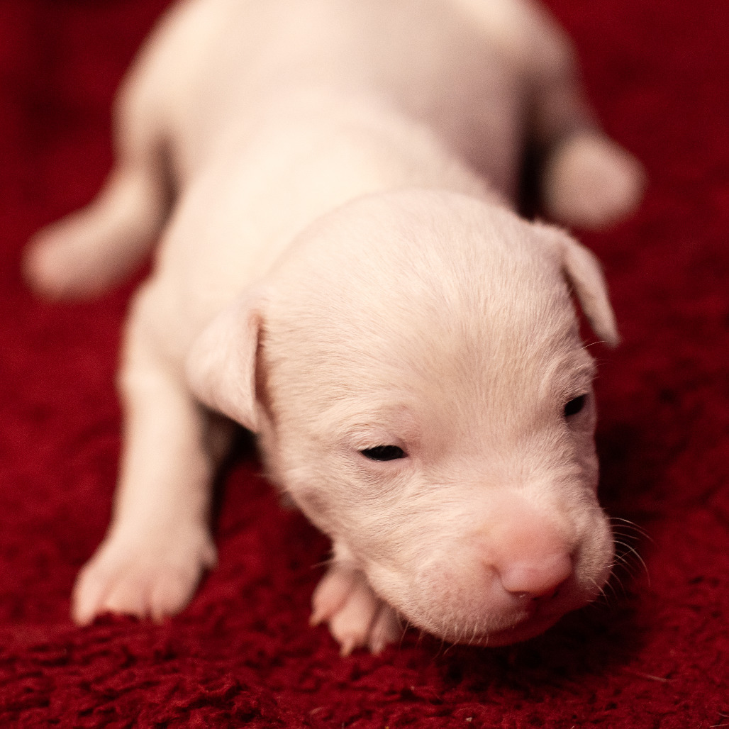 Peppermint Patty