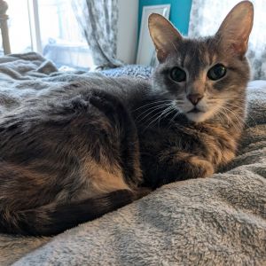 Andie Pandie, Senior Female Domestic Short Hair