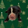 Spruce