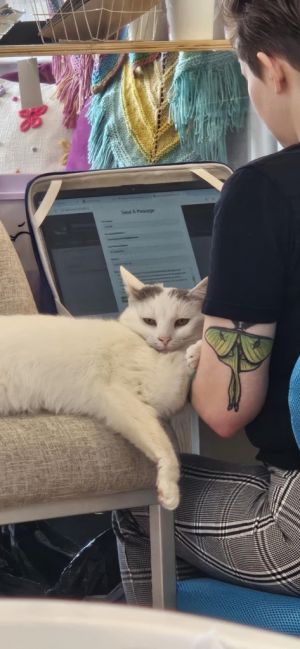 Luna Bug, Adult Female Domestic Short Hair