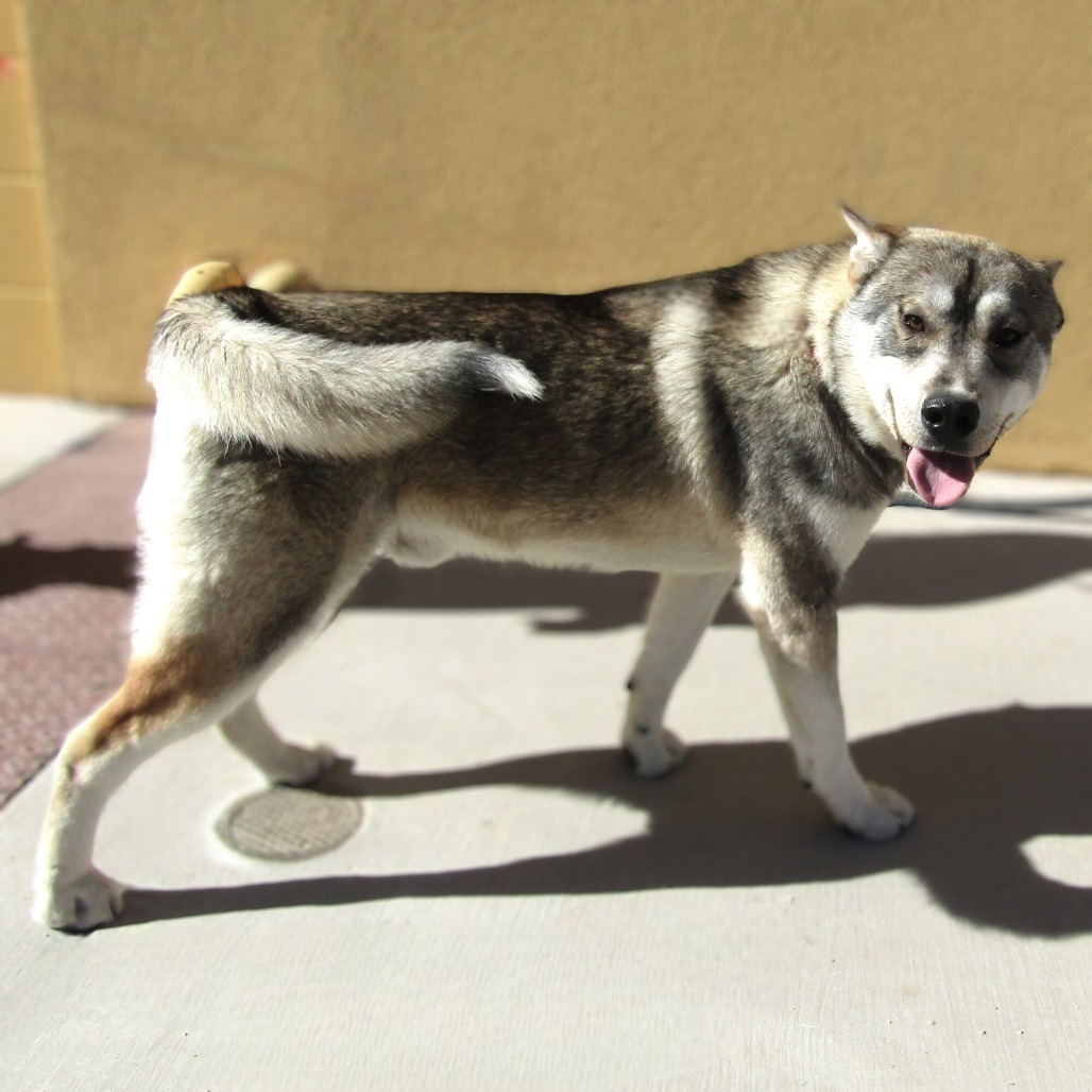 Lobo, an adoptable Mixed Breed in Las Cruces, NM, 88012 | Photo Image 1