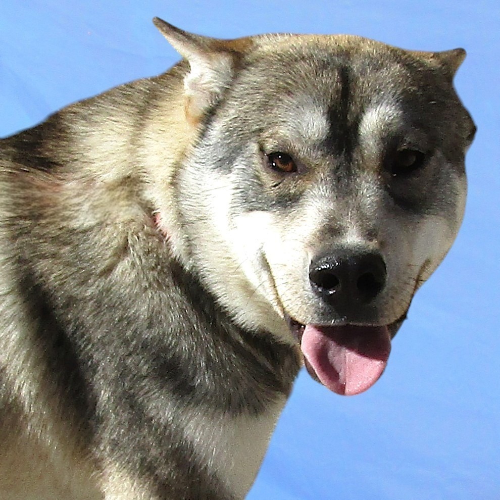 Lobo, an adoptable Mixed Breed in Las Cruces, NM, 88012 | Photo Image 2