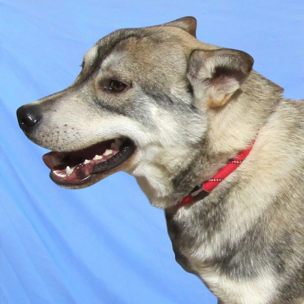 Lobo, an adoptable Mixed Breed in Las Cruces, NM, 88012 | Photo Image 3