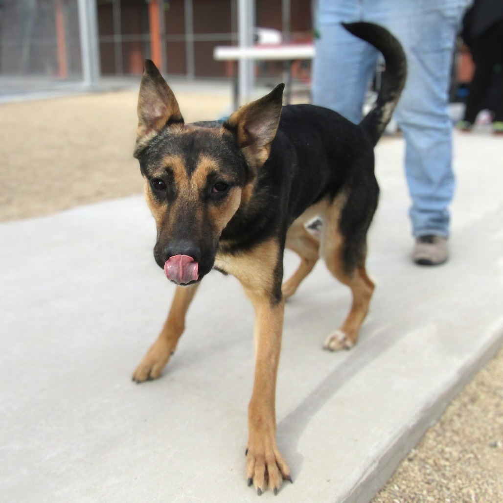 Nikki, an adoptable Mixed Breed in Las Cruces, NM, 88012 | Photo Image 1