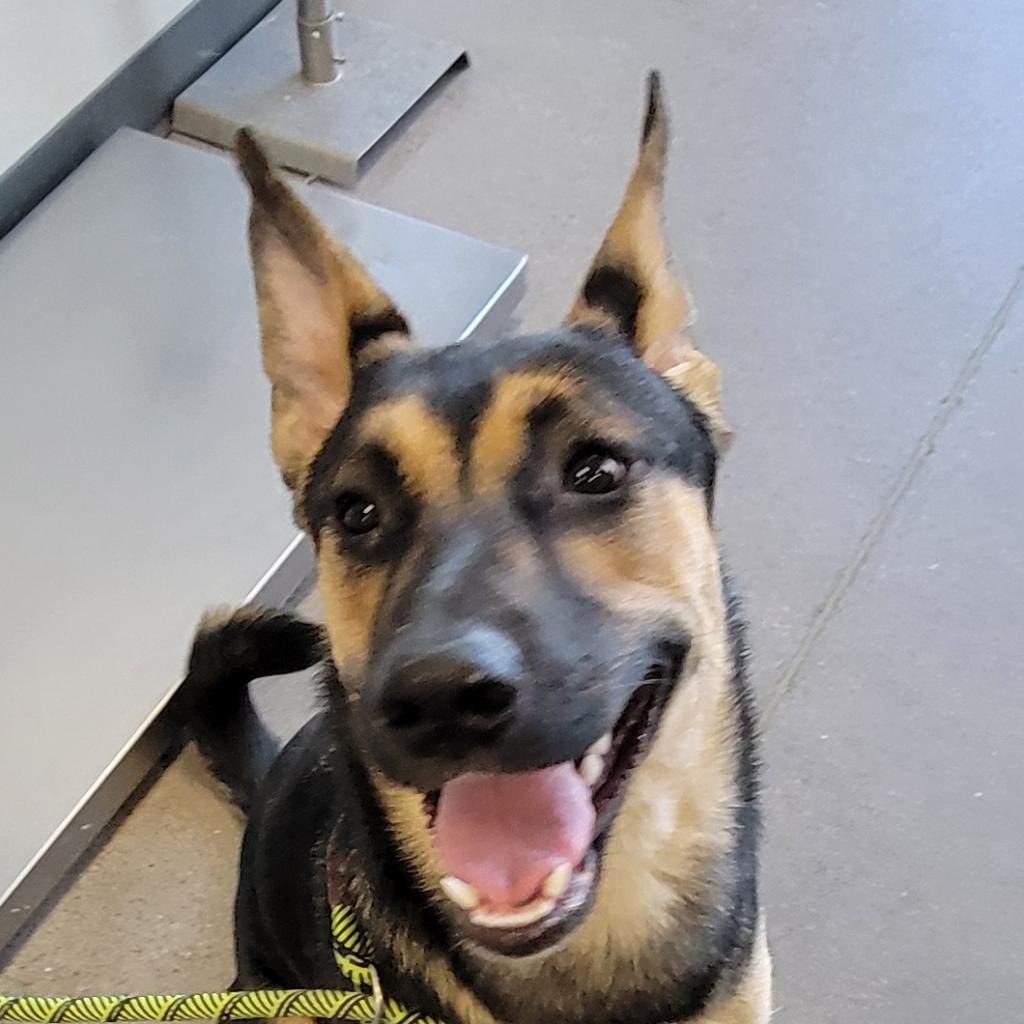 Nikki, an adoptable Mixed Breed in Las Cruces, NM, 88012 | Photo Image 2
