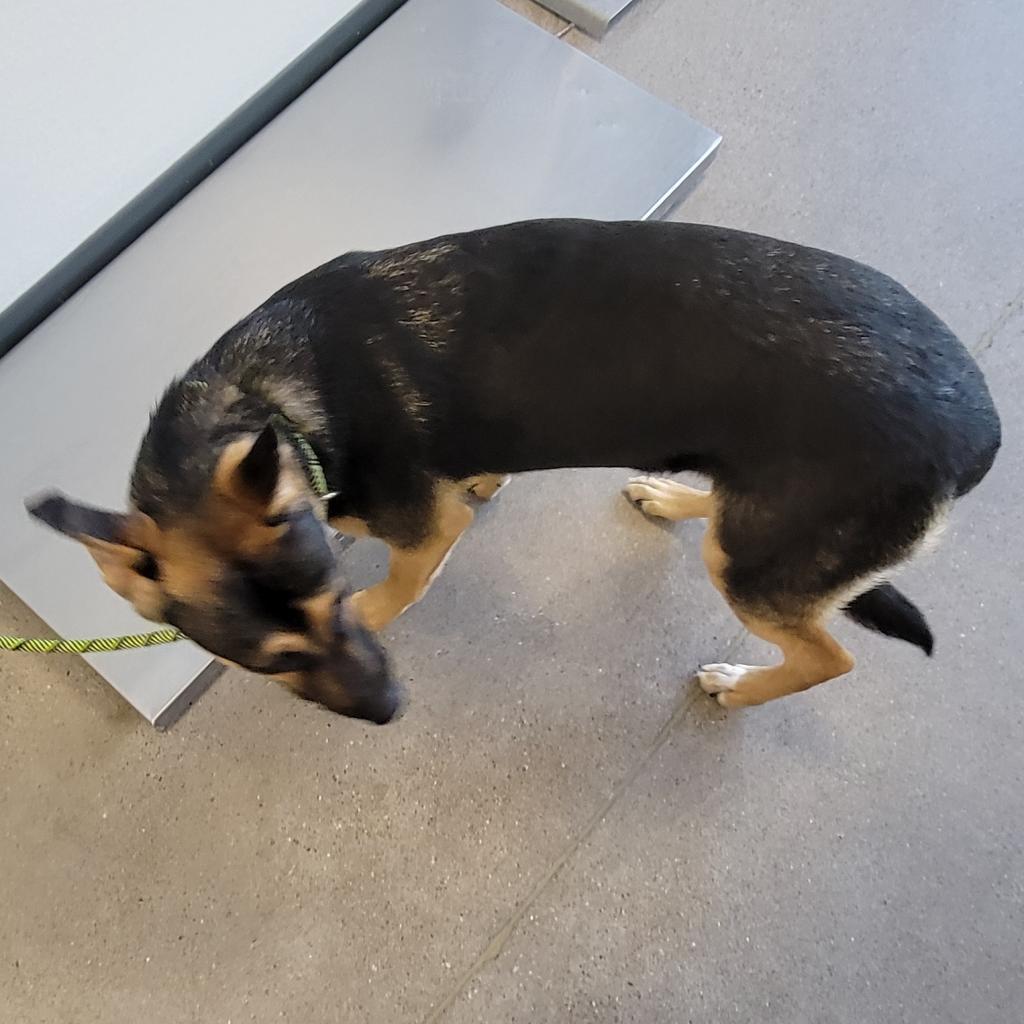 Nikki, an adoptable Mixed Breed in Las Cruces, NM, 88012 | Photo Image 3