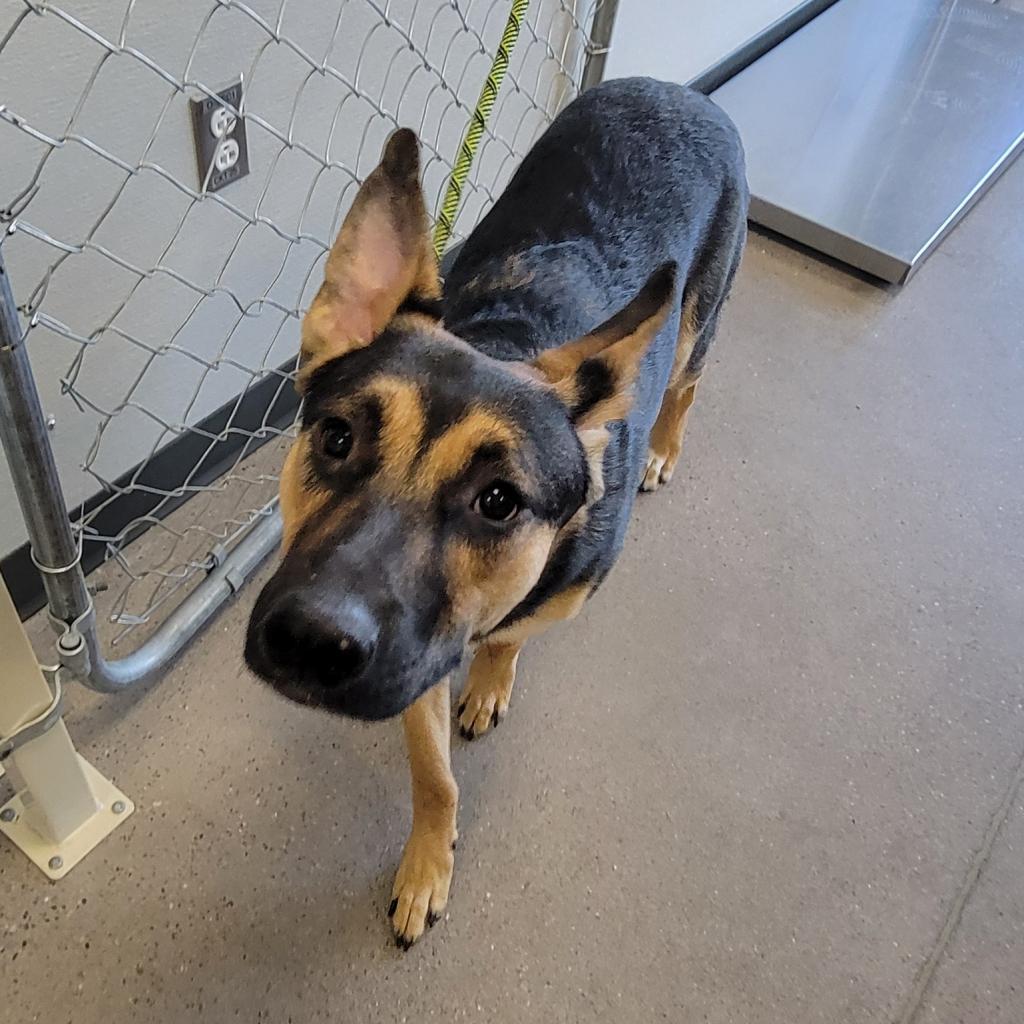 Nikki, an adoptable Mixed Breed in Las Cruces, NM, 88012 | Photo Image 4
