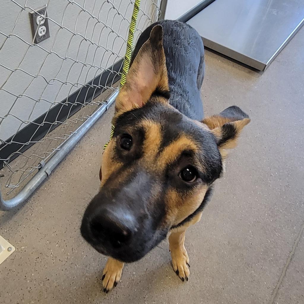 Nikki, an adoptable Mixed Breed in Las Cruces, NM, 88012 | Photo Image 5
