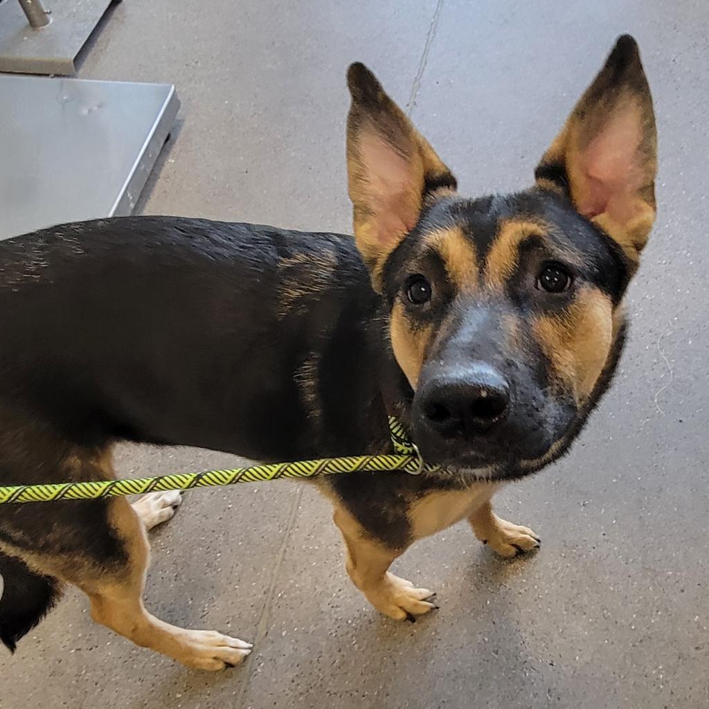 Nikki, an adoptable Mixed Breed in Las Cruces, NM, 88012 | Photo Image 6